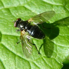 Blera nigra