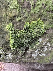 Punctelia subrudecta