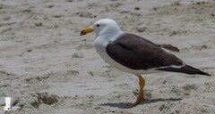 Larus belcheri