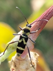 Chlorophorus curtisi