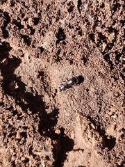 Camponotus ulcerosus