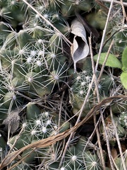 Escobaria missouriensis