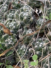 Escobaria missouriensis