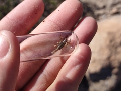 Superstitionia donensis