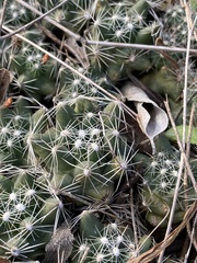 Escobaria missouriensis