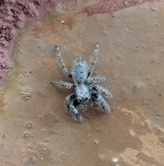Mexigonus