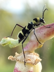 Chlorophorus curtisi