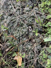 Escobaria missouriensis