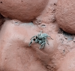 Mexigonus