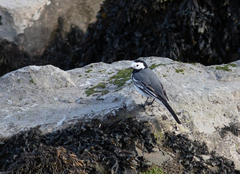 Motacilla alba yarrellii