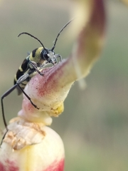 Chlorophorus curtisi