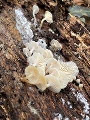 Marasmiellus candidus