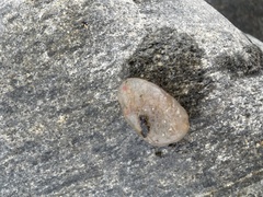 Ascidiella aspersa