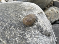 Ascidiella aspersa