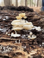 Marasmiellus candidus