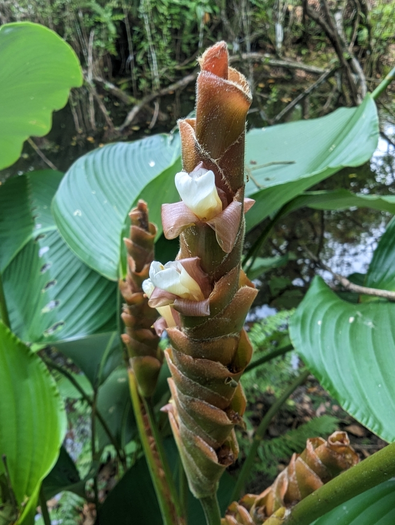 Calathea lutea, 9P3V+HWR, Bocas del Toro, Panama