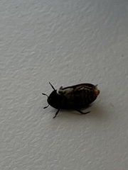 Dermestes
