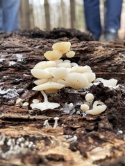 Marasmiellus candidus