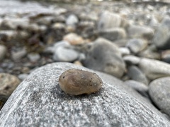 Ascidiella aspersa