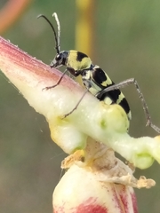 Chlorophorus curtisi