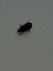 Dermestes