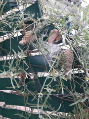 Araujia brachystephana