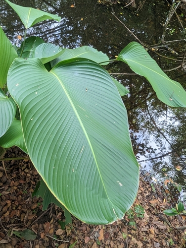 Calathea lutea