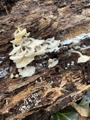 Marasmiellus candidus