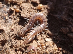 Scolopendra viridis