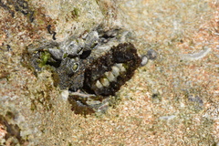 Acanthopleura granulata