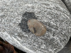 Ascidiella aspersa