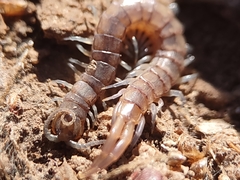 Scolopendra viridis