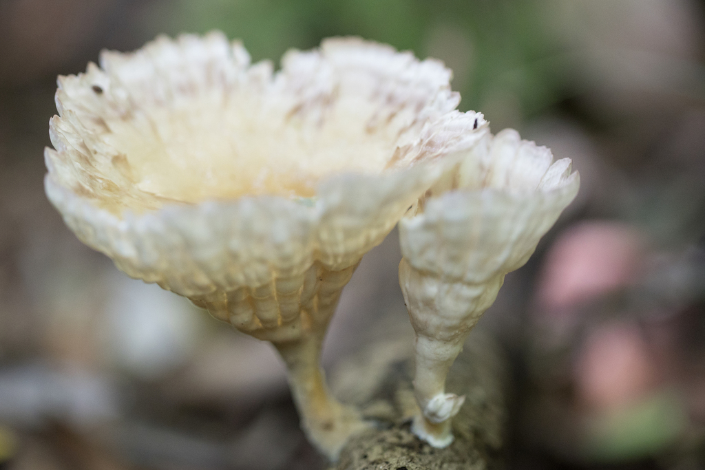 Cymatoderma caperatum · January 2023 · photo: © ftsautter (iNaturalist, cc0)
