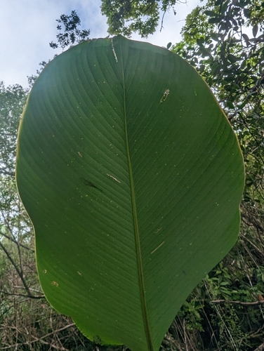 Calathea lutea