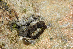 Acanthopleura granulata