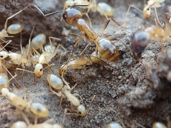 Camponotus festinatus