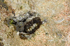 Acanthopleura granulata