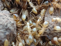 Camponotus festinatus