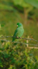 Forpus conspicillatus
