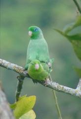 Forpus conspicillatus