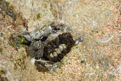 Acanthopleura granulata