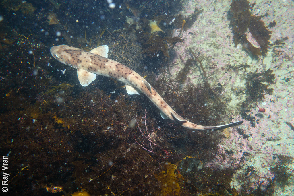 Orange spotted catshrak (Asymbolus rubiginosus) — Scyliorhinidae