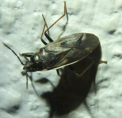 Eremocoris fenestratus