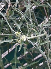 Araujia brachystephana