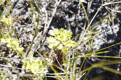 Osmitopsis dentata