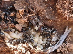 Camponotus ulcerosus