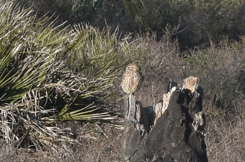 Little Owl