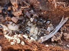 Camponotus ulcerosus