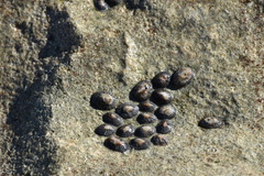 Siphonaria naufragum