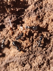 Camponotus ulcerosus